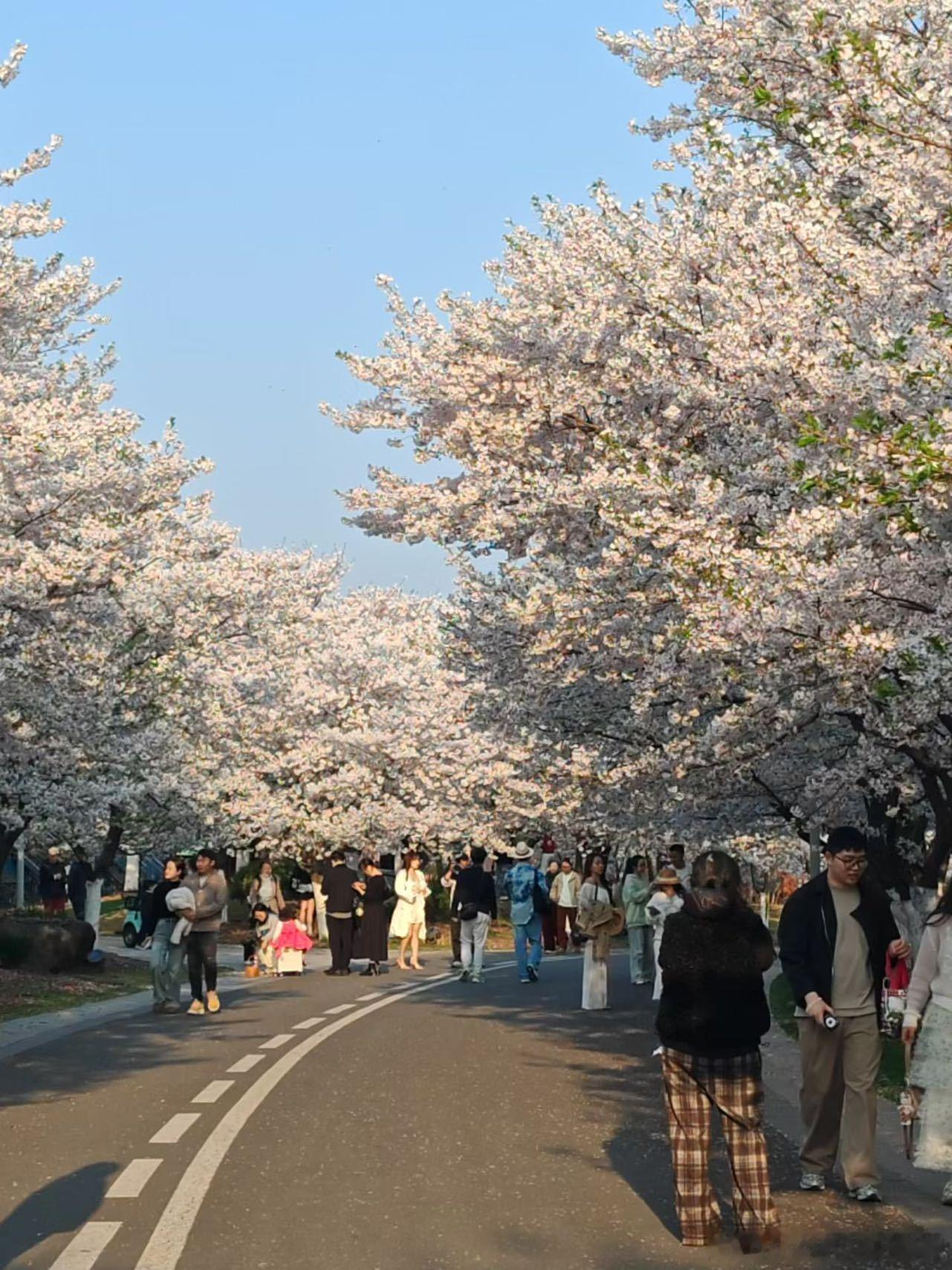 宁波植物园，真的美成了童话！🌸染井吉野樱接棒盛开，整个园区如云似雪，随手一拍都