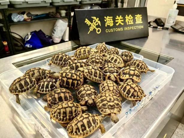 太离谱！6月11日报道，近日深圳莲塘海关对外通报了一起人身绑藏濒危野生动物入境案