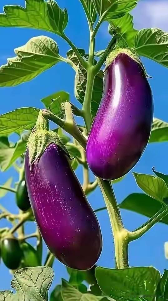 执笔写心，分享人生感悟
童年美味《妈妈的蒜茄子》（六）
黑龙江省的冬天来的早，时