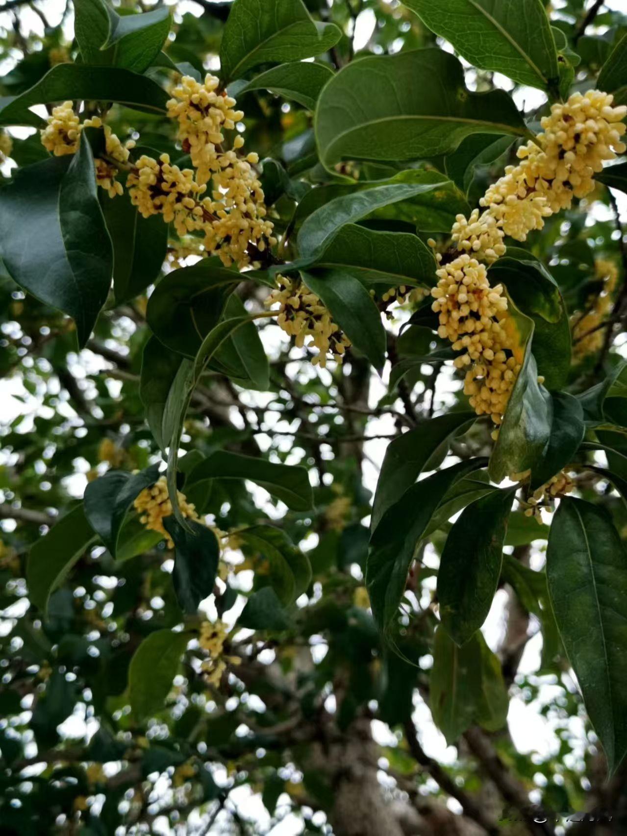 分享一张最近随手拍的照片