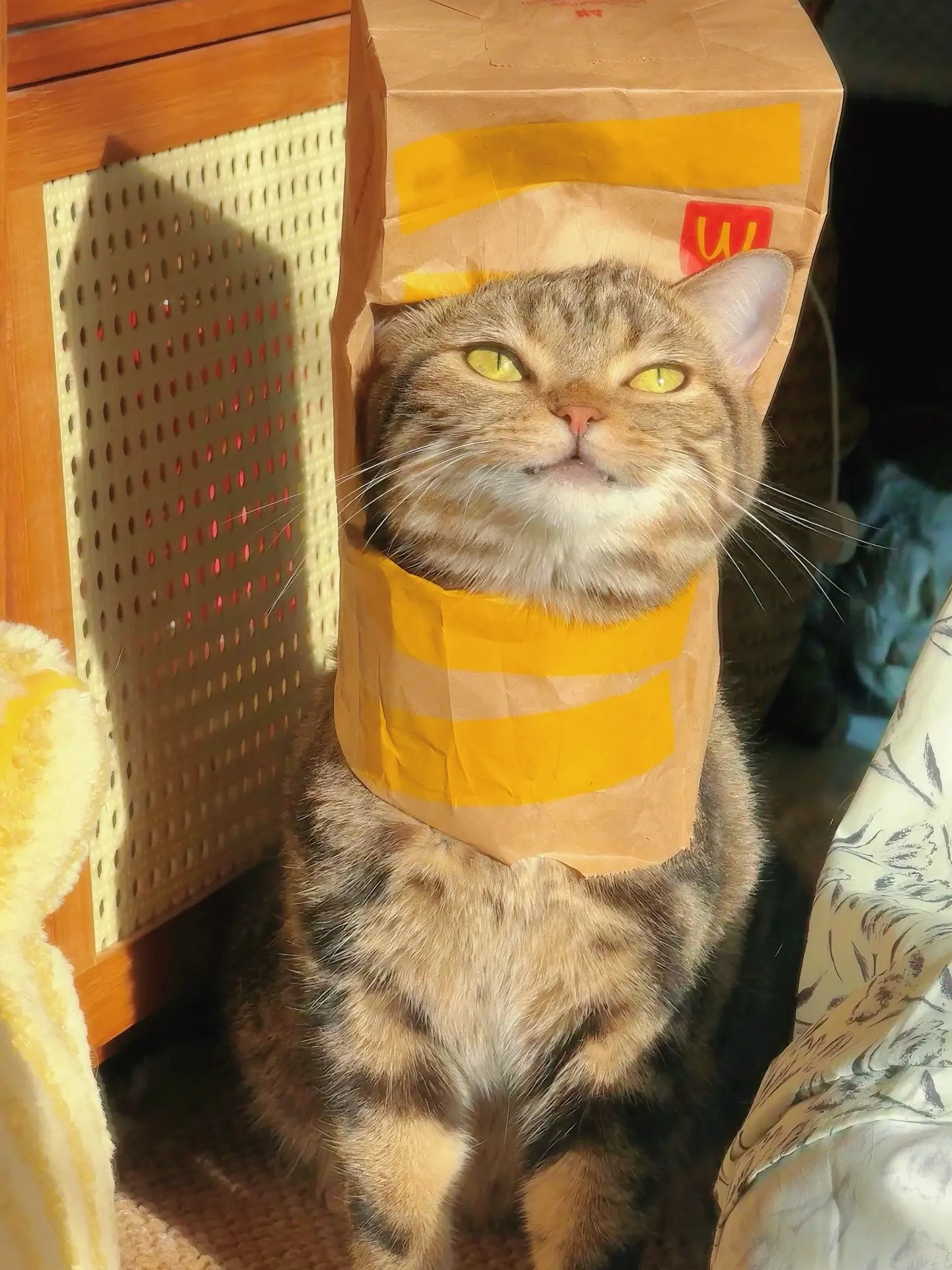 打包了一只猫回家。看起来很新很好撸的样子！