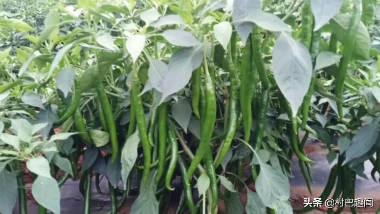 2019年十月上旬

海南

一年一度的冬种大潮

农户门高兴的开始耕耘

你五