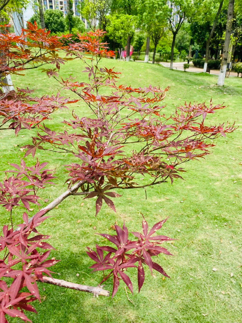 生活手记记录真实生活摄影摄影摄影 枫间赤影，不负夏光夏日的风掠过草坪，带着青草与