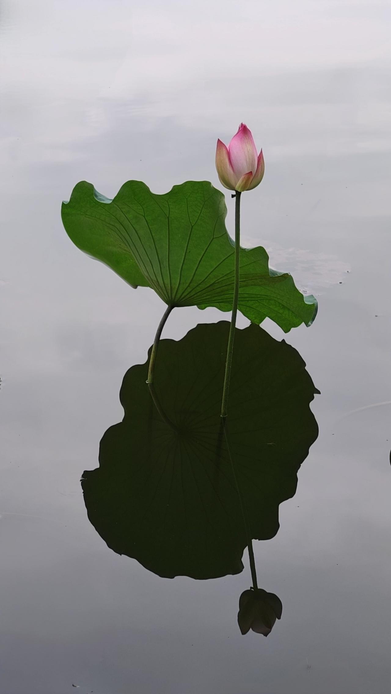 荷花映水影，清香满池塘。