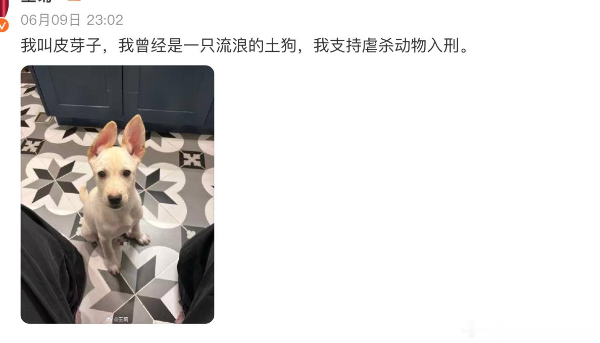 王菊为被虐杀的小动物发声 同样支持遛狗不处理犬粪犬尿的歌手、演员及其助理人员入刑