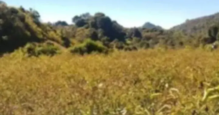 “一块地只能收约2拽！” 缅甸掸邦霜冻致辣椒绝收，农民损失惨重