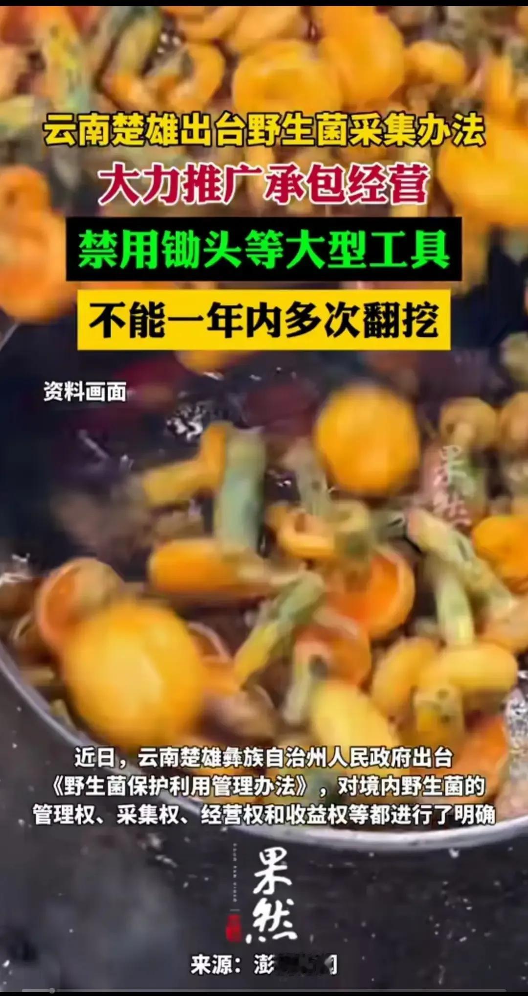 云南省楚雄州出台了一个野生菌管理办法，奇葩啊，以后采蘑菇可能都要办证了，如果没有