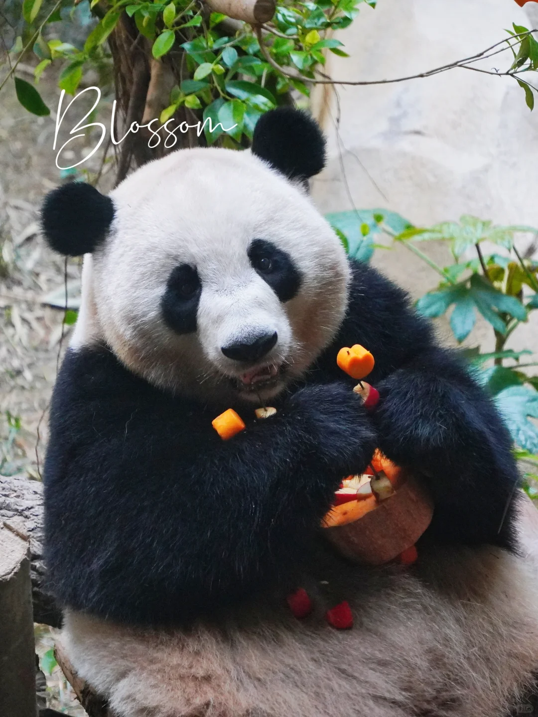 240901 小黄熊妹妹4岁了，咱继续黄黄胖胖