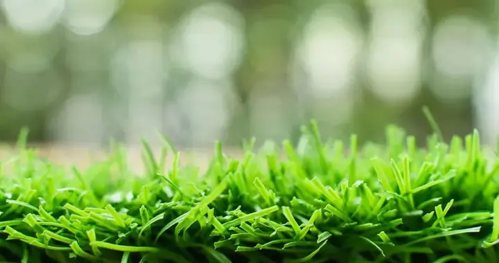 塑料草皮铺进校园和公园：一场关于健康与便利的拉锯战