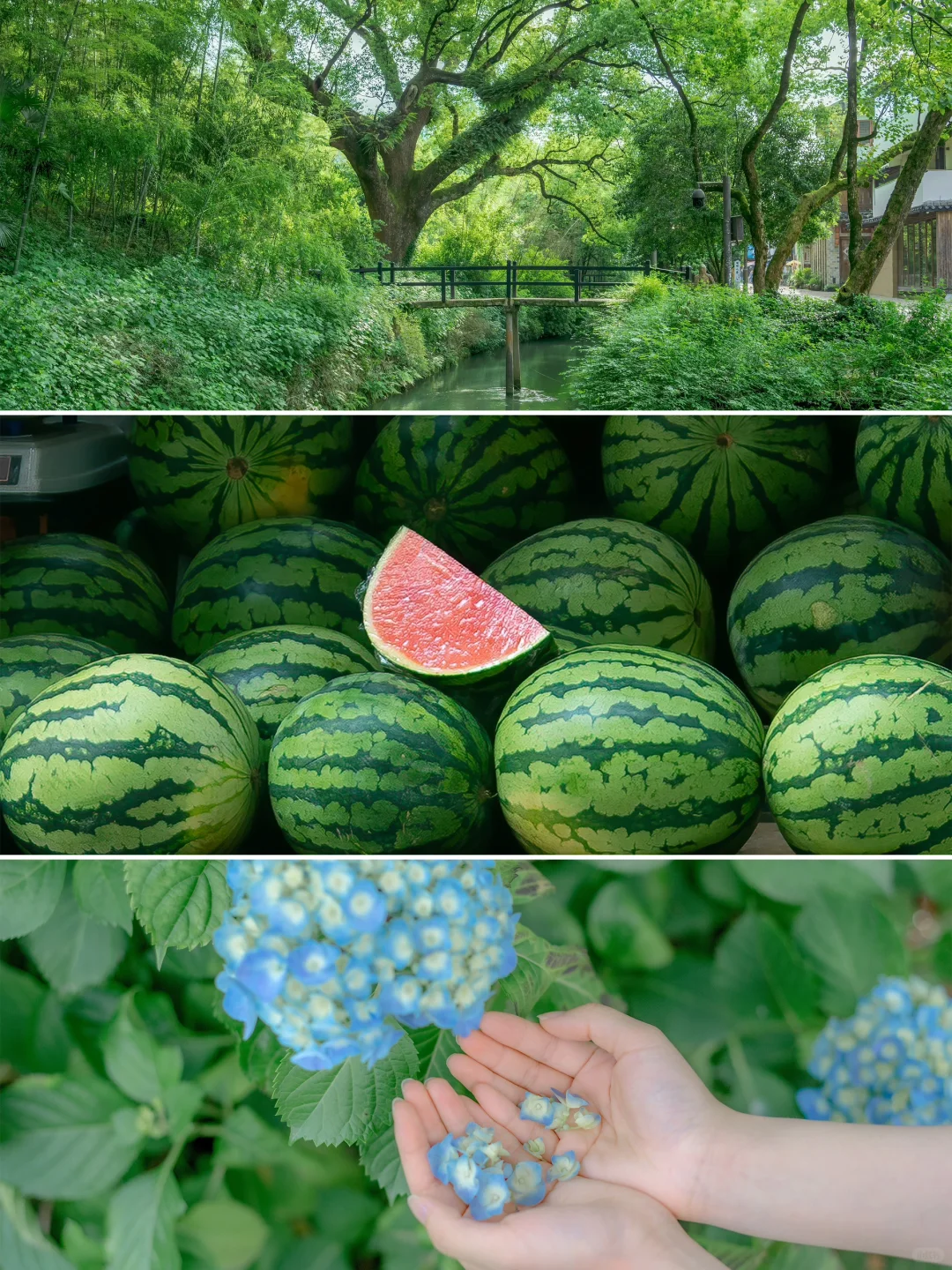 没人能拒绝绿色的夏天吧