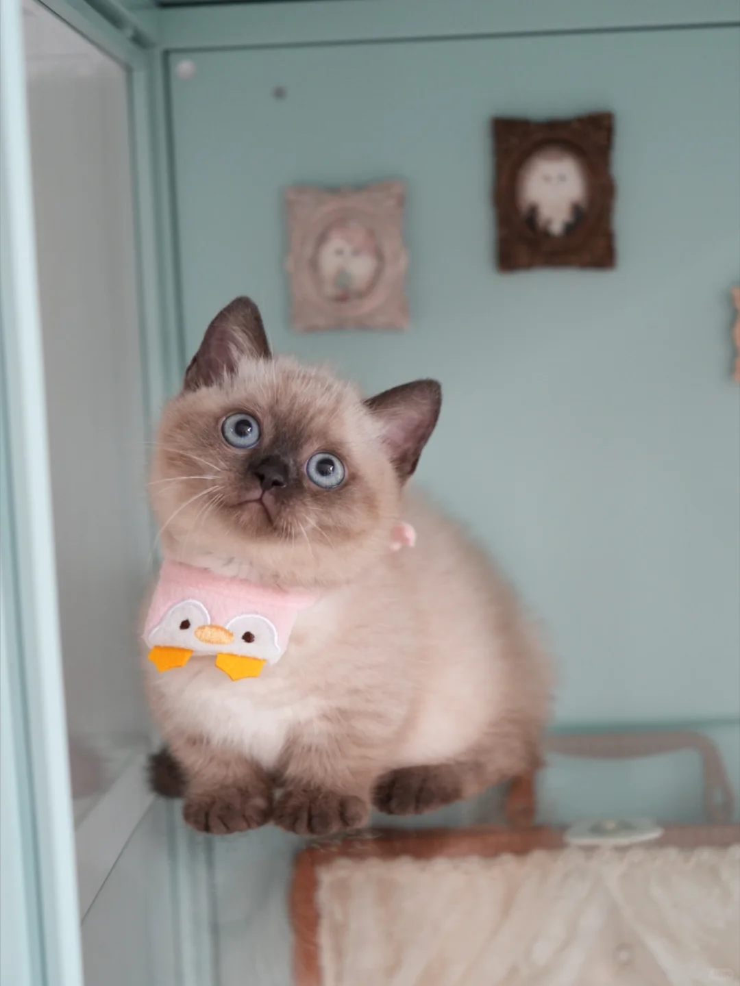 小挖煤真的太可爱了 重点色矮脚猫