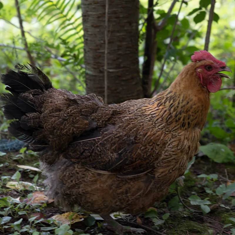 给大家看看我们散养的土鸡~