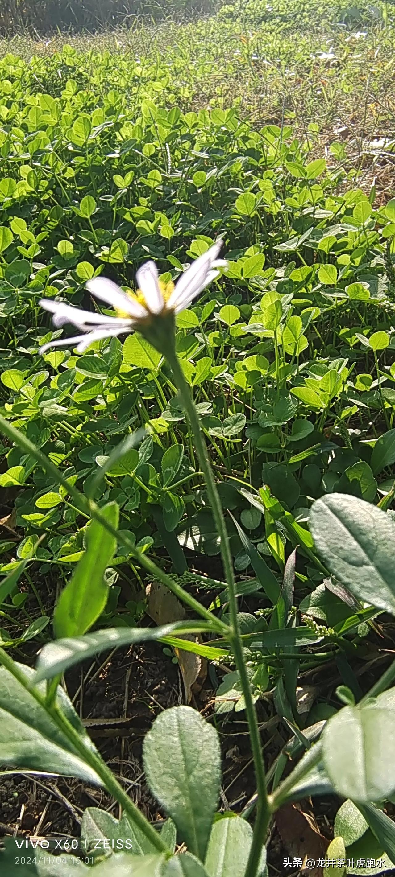 #分享一张小野花的照片#