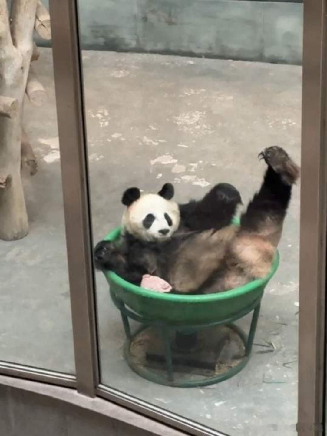 华丽星安你能分清的吧？一个豪迈霸气大长腿，一个优雅贵气小土豆 