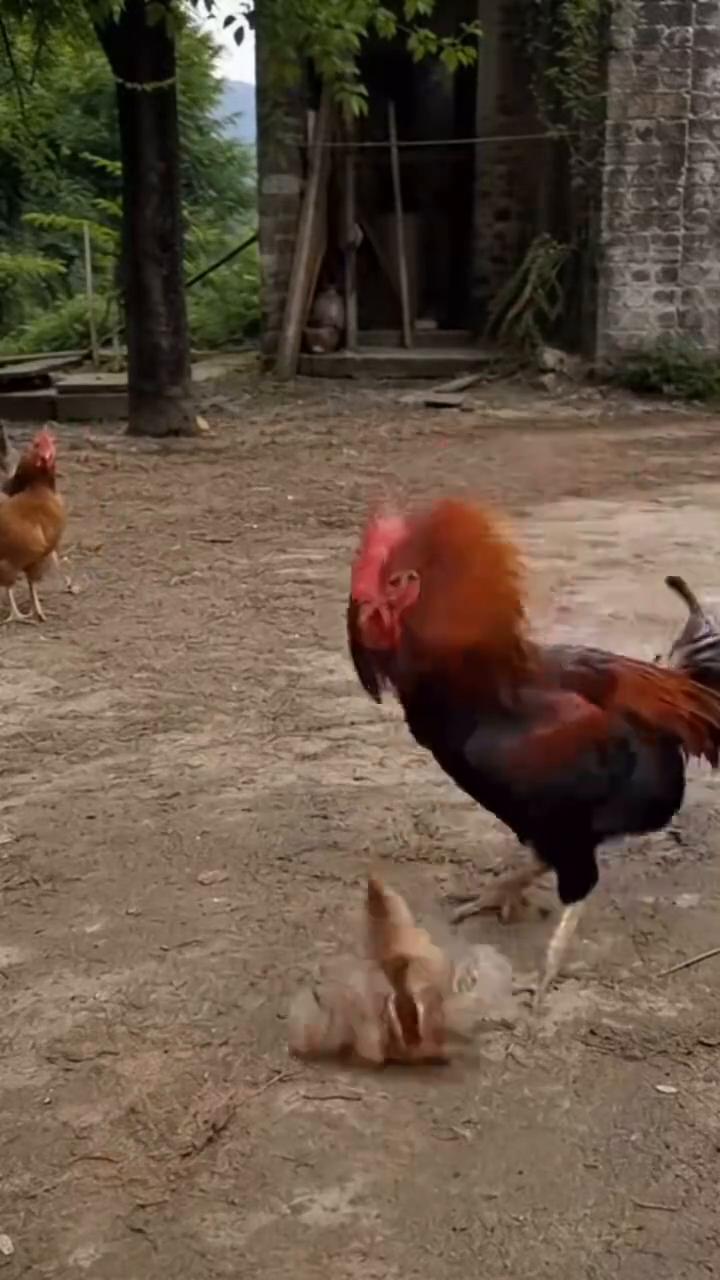 哈哈。