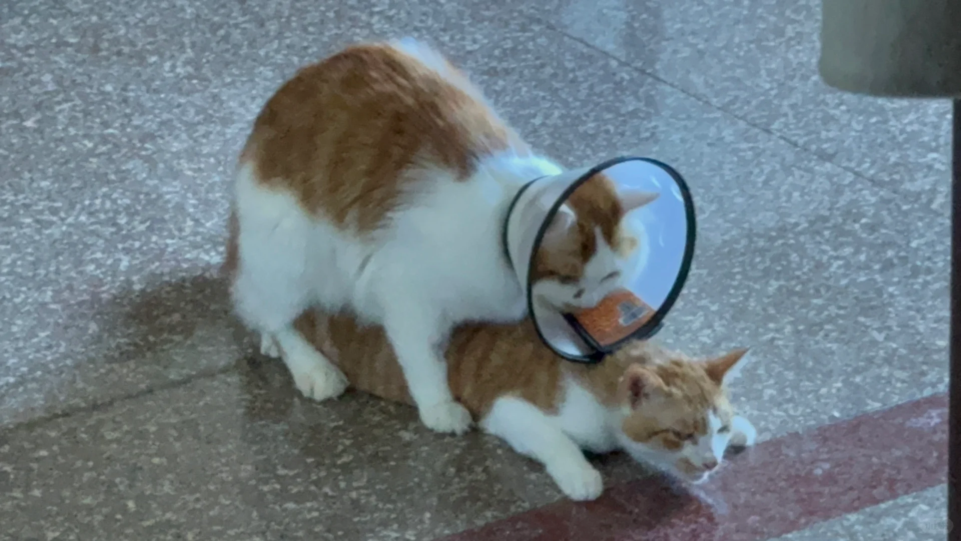没蛋你也是嘎嘎猛啊