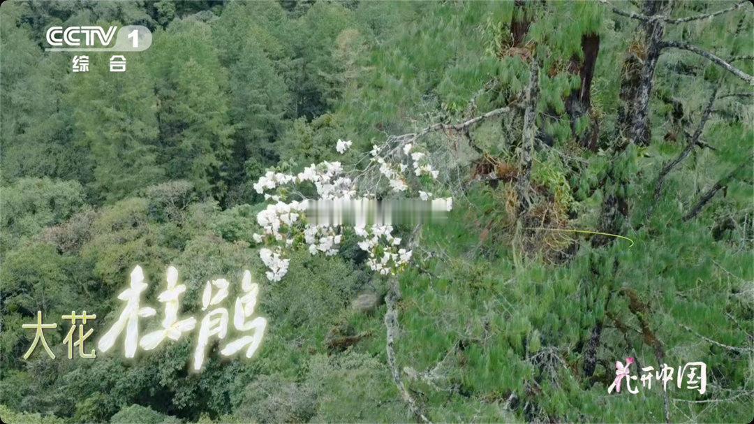 西藏松树顶开出杜鹃花大自然在70米高空藏着浪漫加州的红杉把养分留给自己的后代，澳