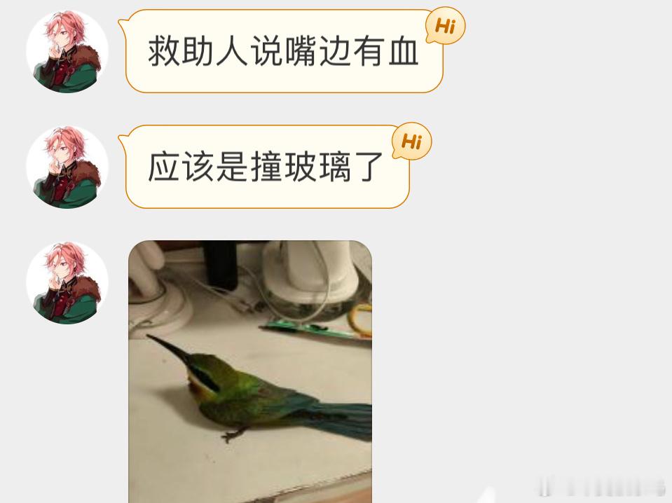 嘴巴细长的【栗喉蜂虎】二级保护鸟类常在空中抓小蜜蜂 蜻蜓 蝴蝶 ​​​