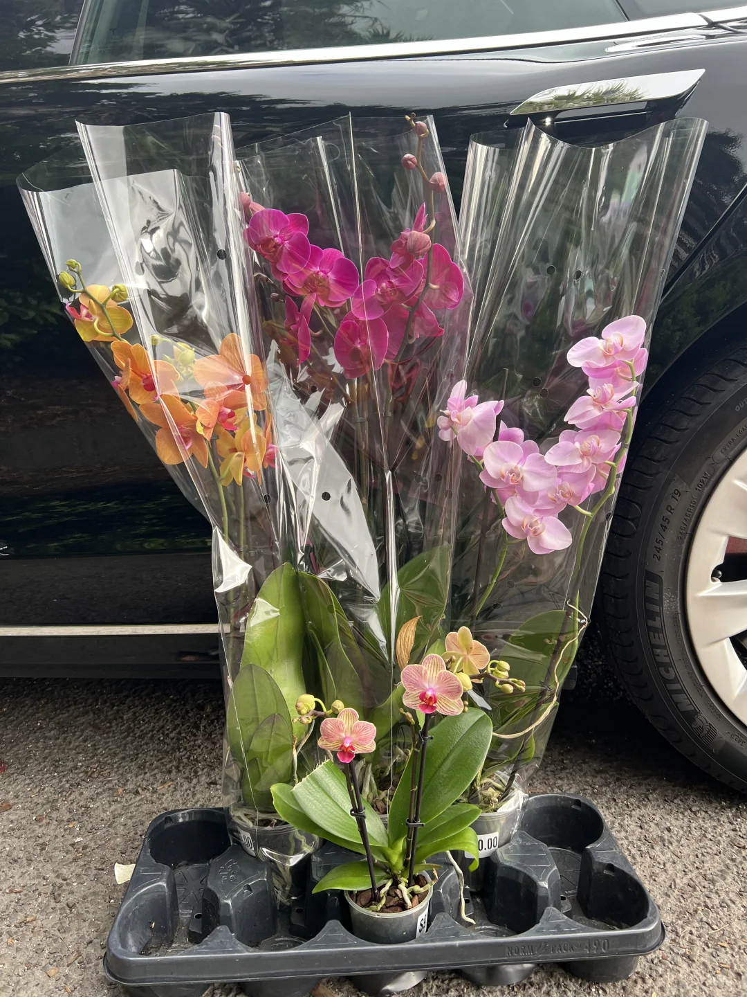 有机会一定要逛逛春天周五的Rogers💐