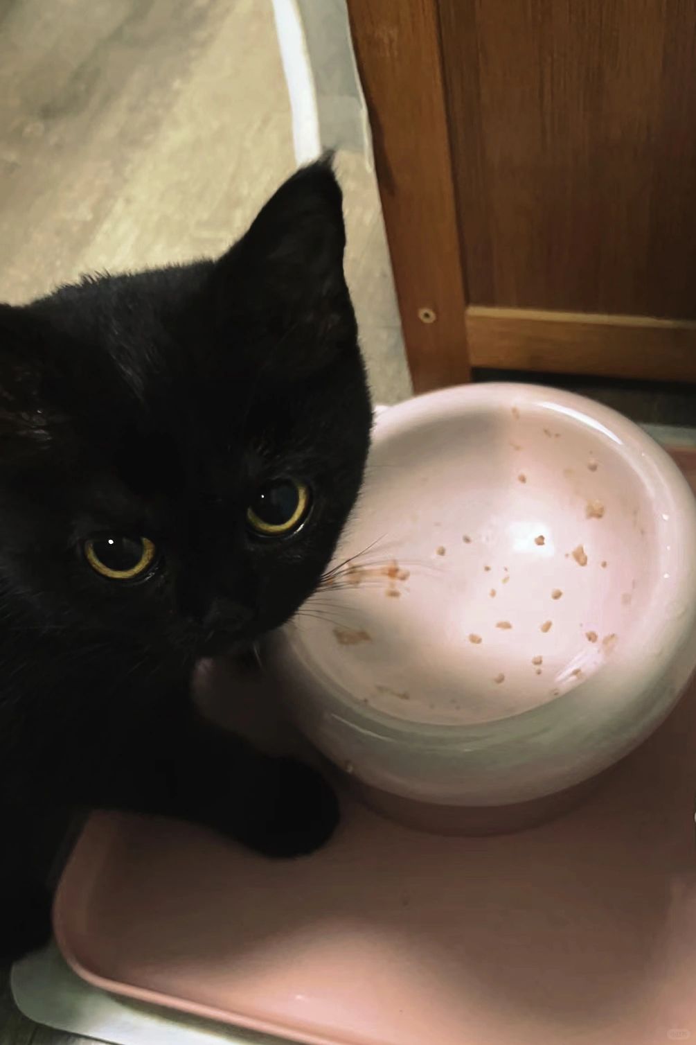 喂…宝宝的碗已经空了5秒钟了！