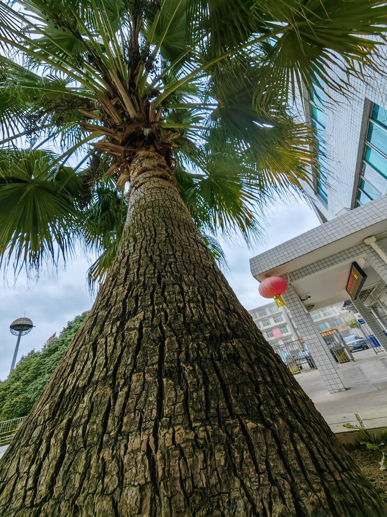 看看你拍摄的树木照片