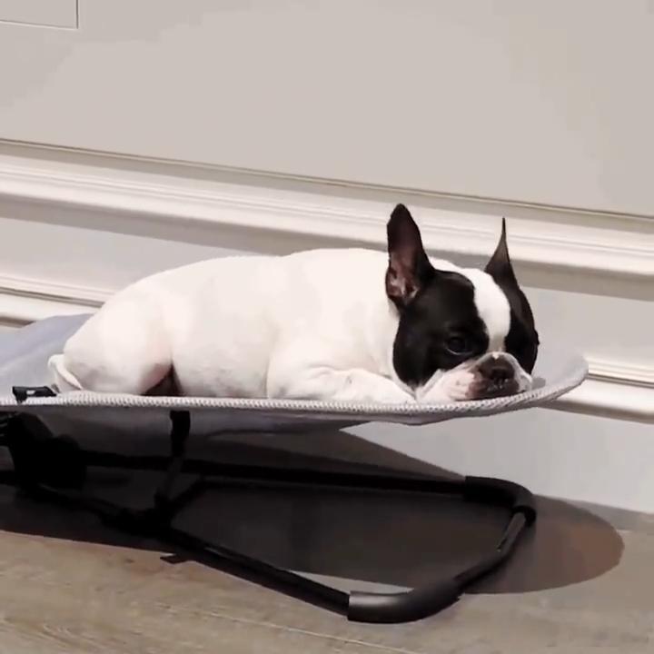 馒头要减肥了 主人太会养，不过可以喂给我吃