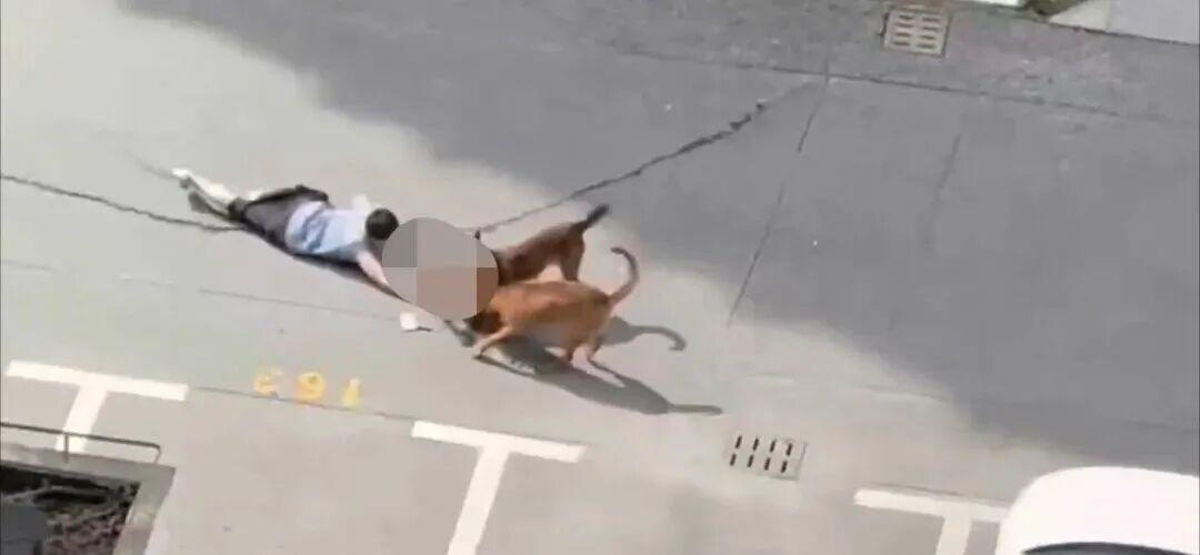 马某养两只犬，跑出来撕扯幼童被拘留！

2026年7月7日早上8:50监控视频拍