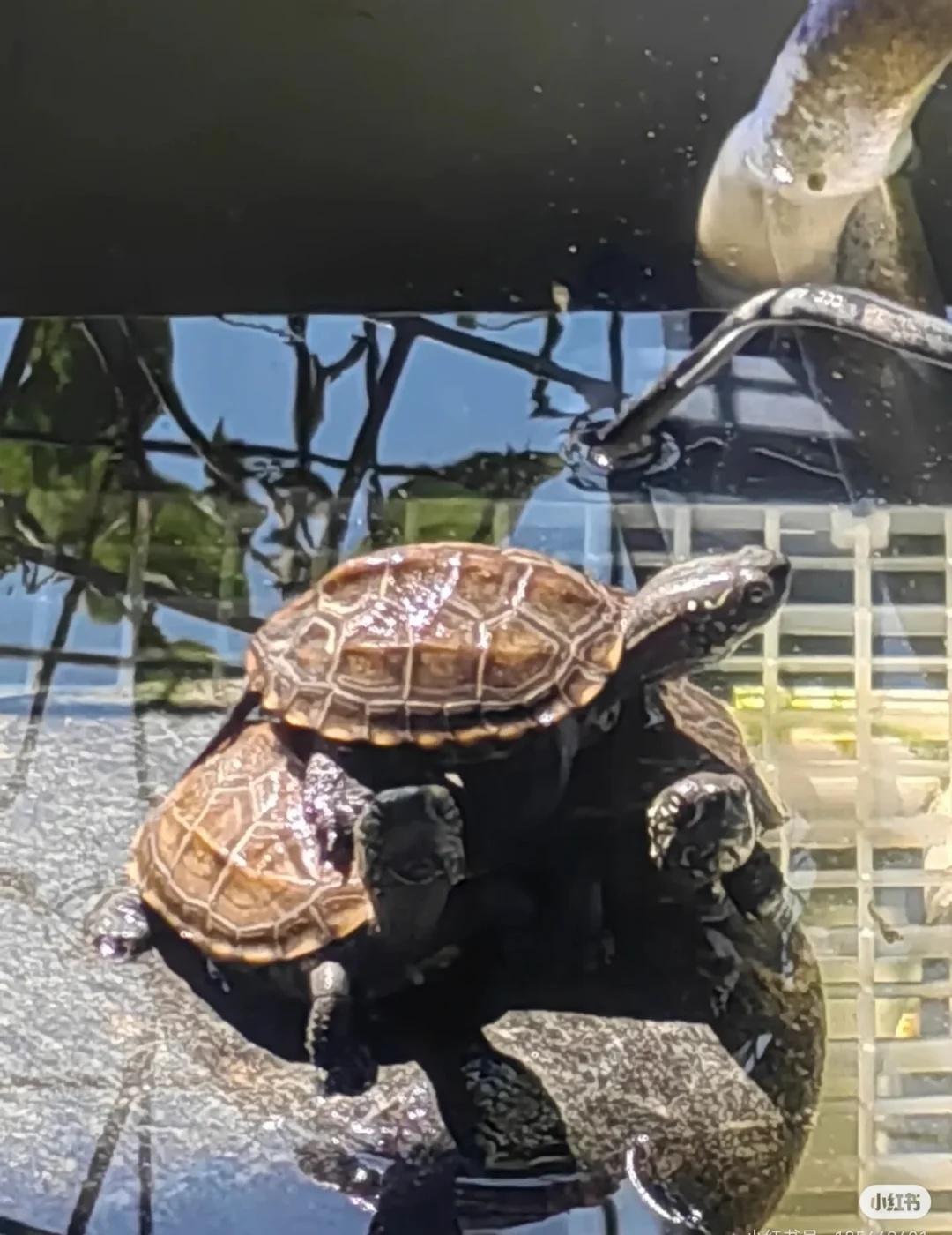 龟🐢下蛋了
2023年2月购入的小乌龟，今天下蛋啦龟蛋 乌龟 我的小乌龟