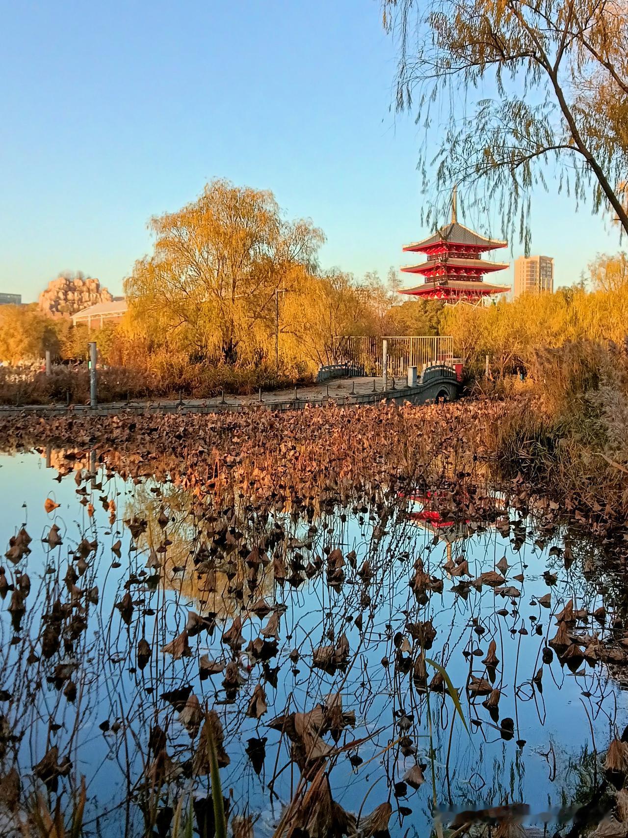 今下午去了灞河边的世博园公园，暖暖的阳光下天空湛蓝，引来了一波又一波游园客！现在