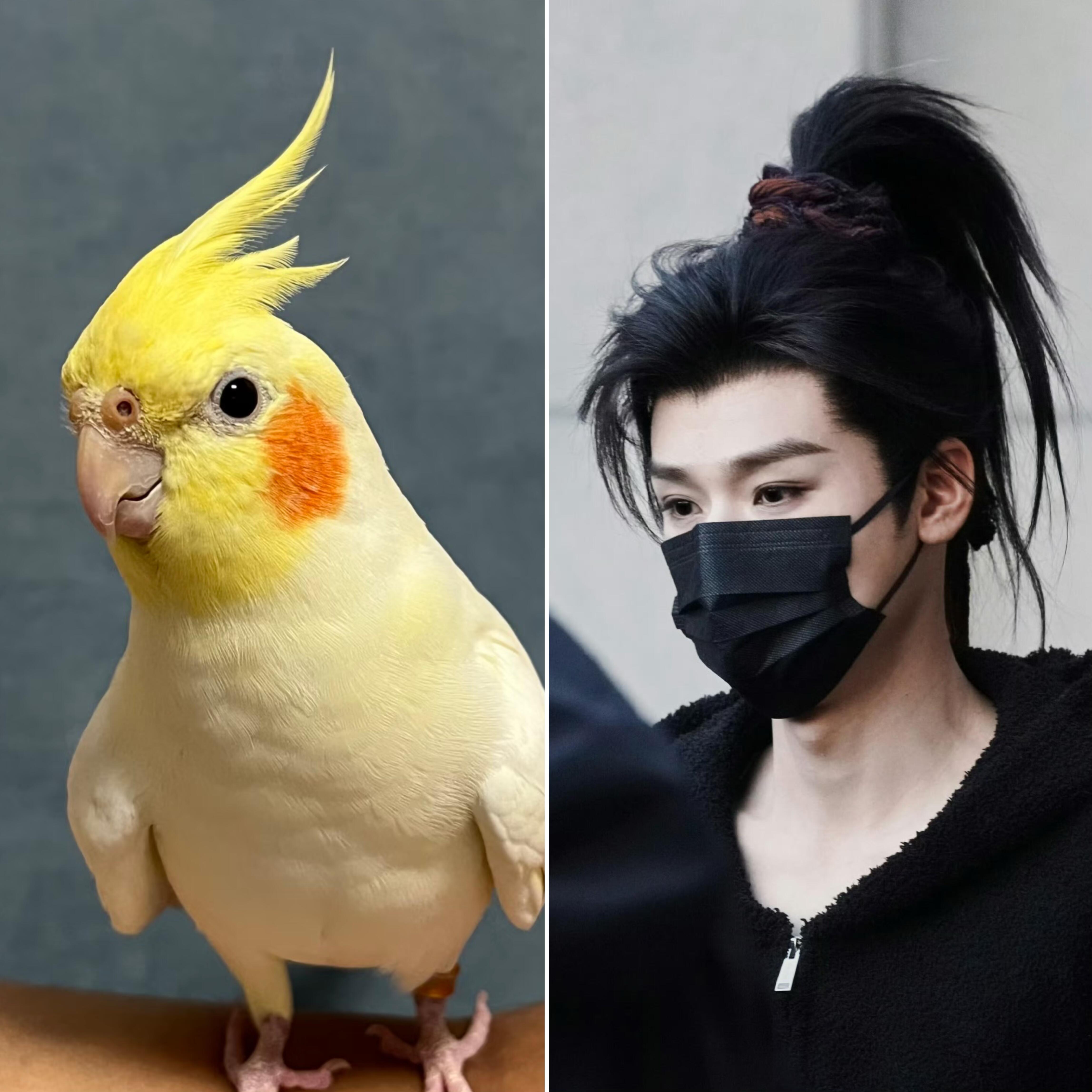 今天是玄凤陆小凤，一毛一样！凤舞九天