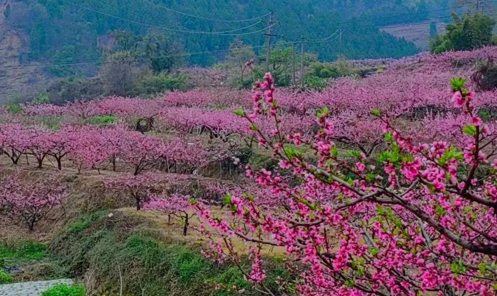 今天一大早，我一个人驾车到水城区的乡村采访。
     当我驾车在七湾八拐的山村