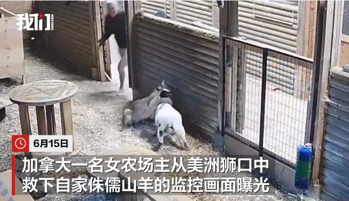 6 月 6 号，加拿大不列颠哥伦比亚省一个农场里发生了件特别猛的事。这段监控16