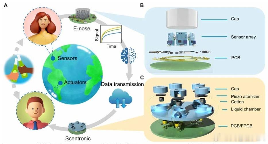 美国俄亥俄州立大学团队在《Science Advances》发布研究成果。他们推