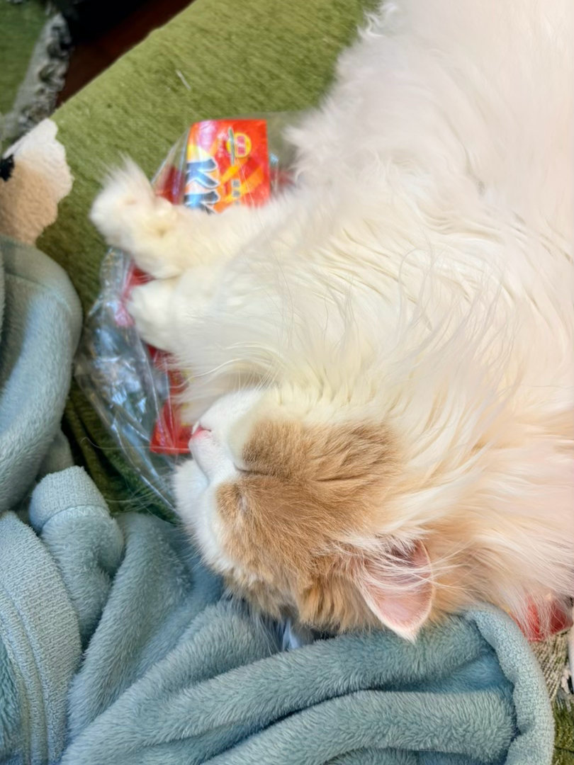 小猫也是成为零食监督大使了每次都睡辣条袋子上，给辣条捂得热乎乎的我还不好拿，因为