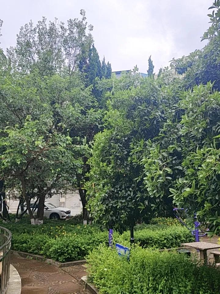 昆明的雨季终于来了，这雨一下，整座城都变温柔了。之前连续的高温，热得人恨不得天天