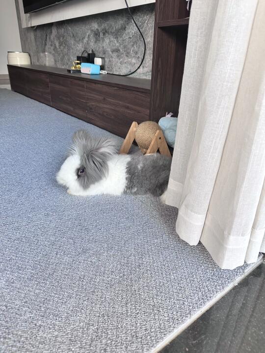 只要趴那里看我一眼，就觉得好可爱💗