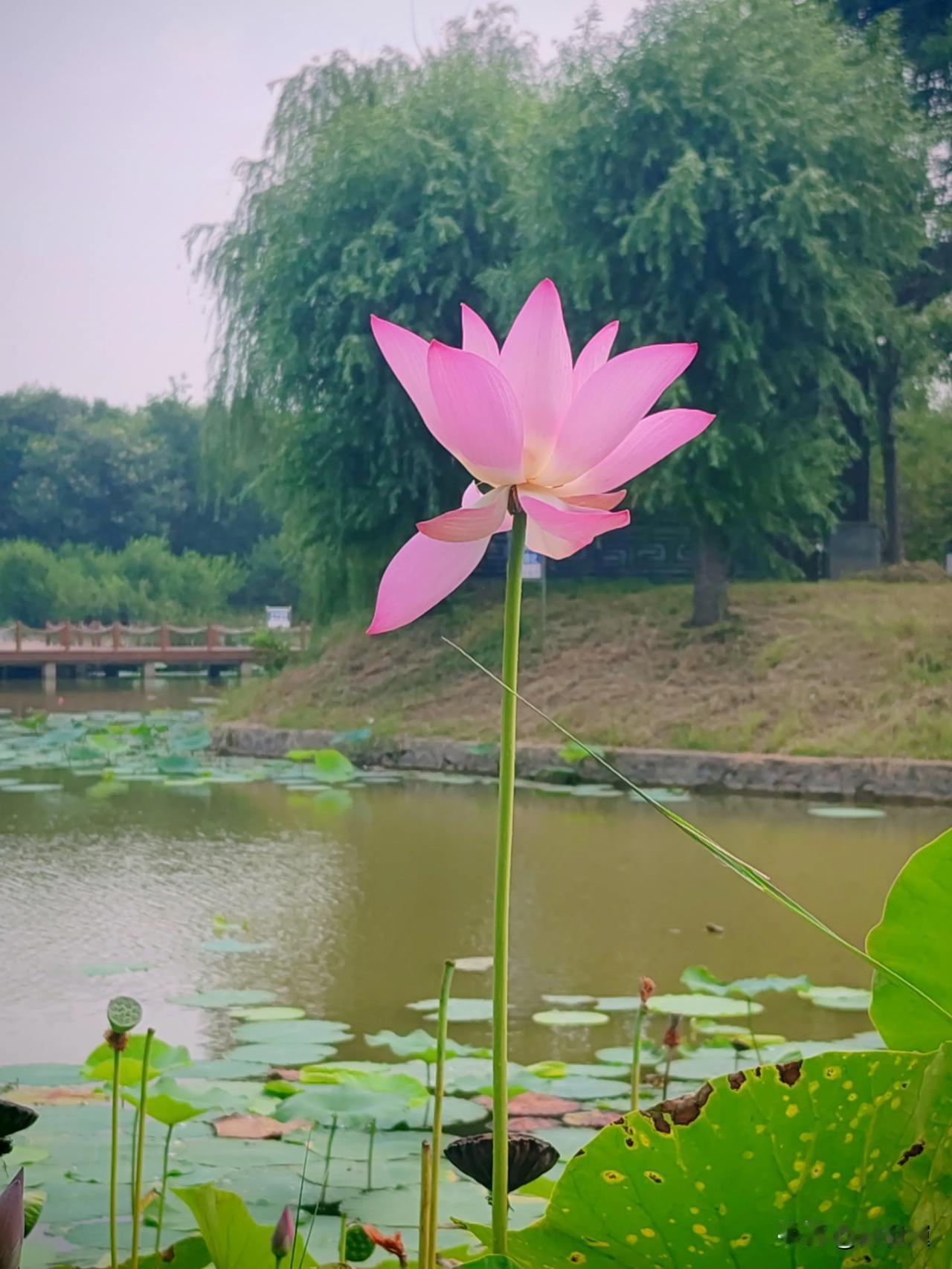 蜻蜓在荷叶间轻盈地飞舞，与荷花嬉戏。青蛙也不甘寂寞，在荷叶上欢快地跳跃，发出阵阵