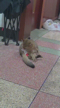小狸花猫不知怎么回事，屁股粘上纸片了。
小家伙急得不停在地上来回蹭屁股，一边蹭还