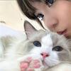 小猫饼紫