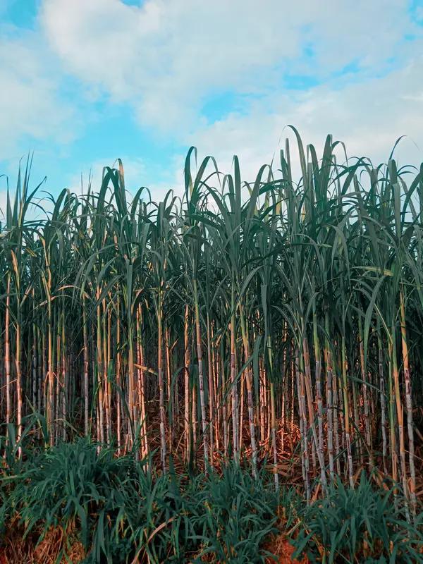 2026年3月，广州市南沙区的甘蔗就像被遗忘在角落里的“灰姑娘”，遭遇了滞销困境