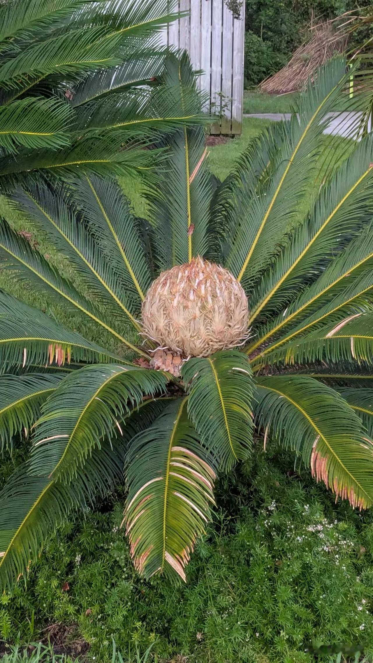 园艺场小院里各色花木开得热闹，墙壁上也栽培着红色的花，铁树沉稳苍劲，绣球蓝粉白成