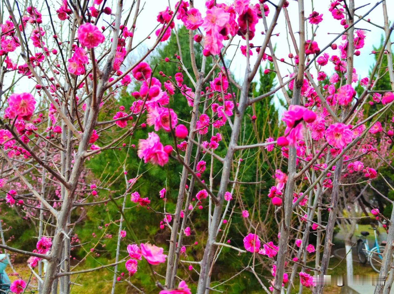 粉花映日红如火，春意盎然在枝头。