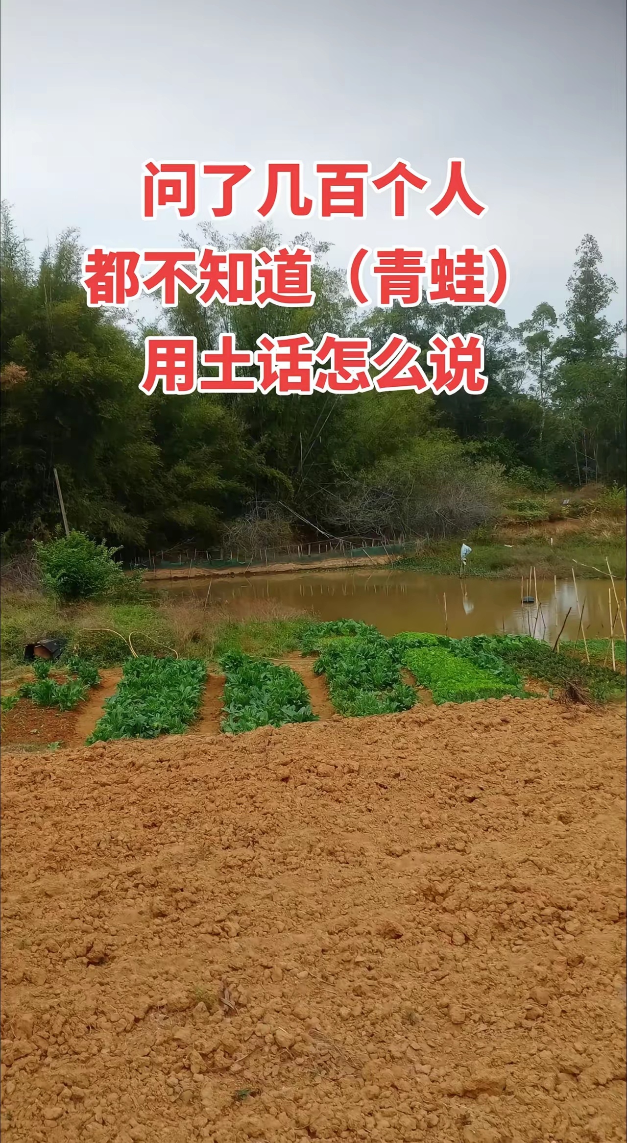 问了几百个人，都不知道（青蛙）用土话怎么说 