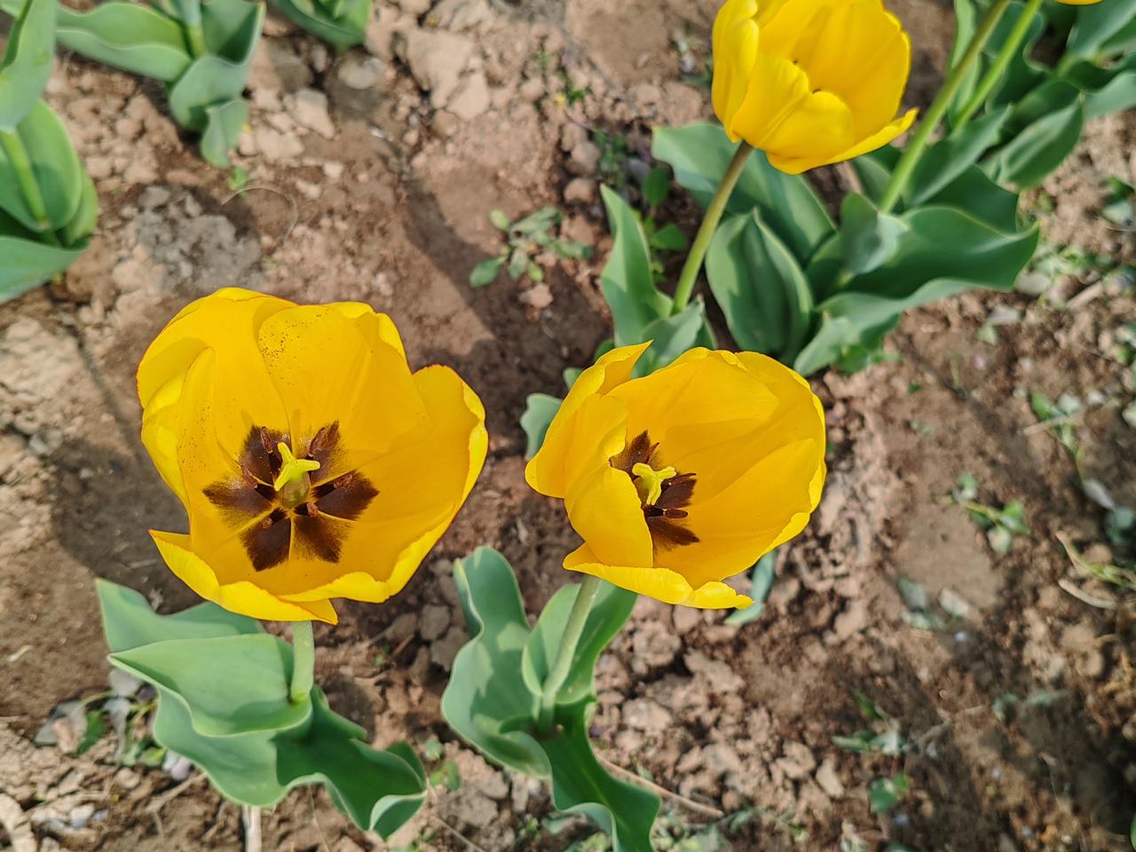 分享一张你拍的花，什么花都行