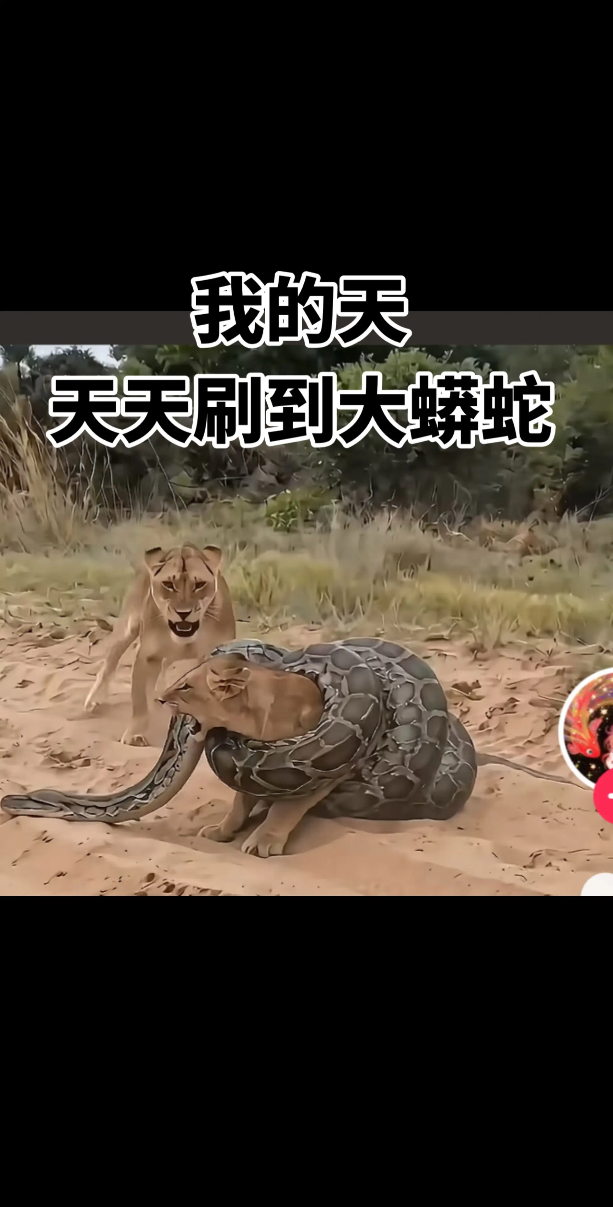 最近怎么了，一直刷到大蟒蛇。还做梦到它，吓死了😭😭😭