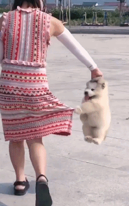 汪：你揪我！那我也揪你！