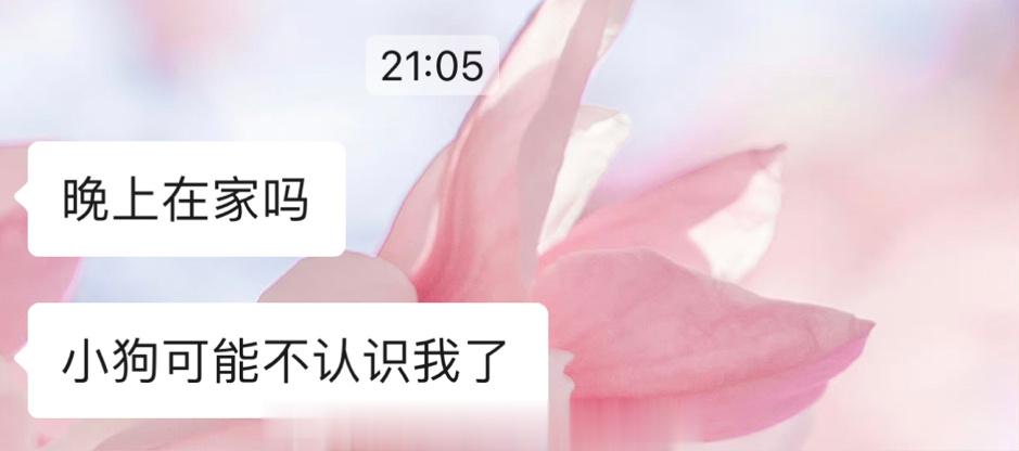 我妈卑微的给我发来消息：小狗可能不认识我了[笑cry][笑cry][笑cry][