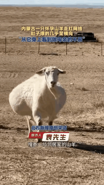 草原，一只怀多胞胎的山羊肚子大到向两侧铺开，每挪几步就得停下喘口气。牧民发现后单