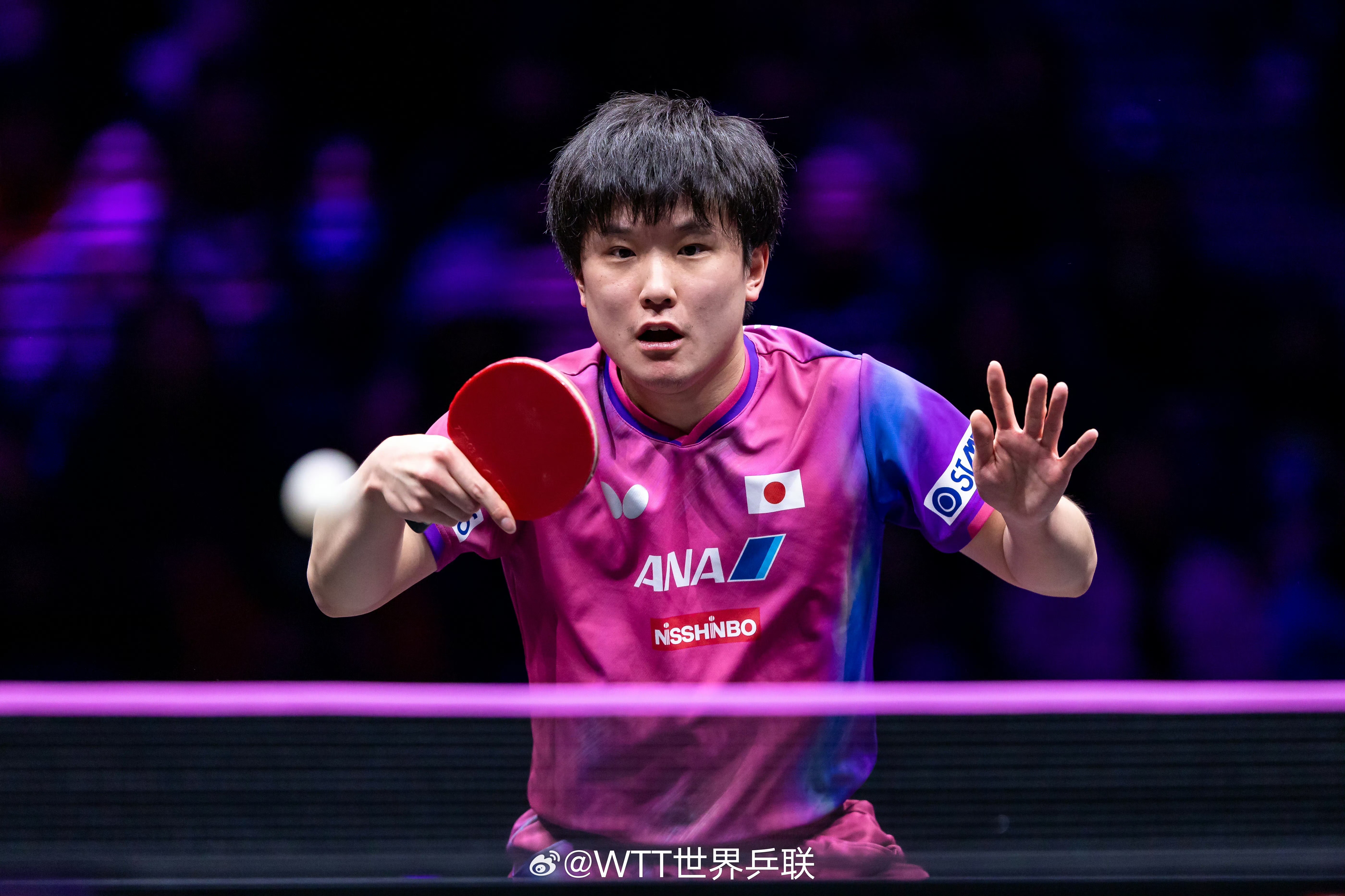 张本智和张本智和wtt重庆冠军赛2026 📷男单SF图集cr:wtt 