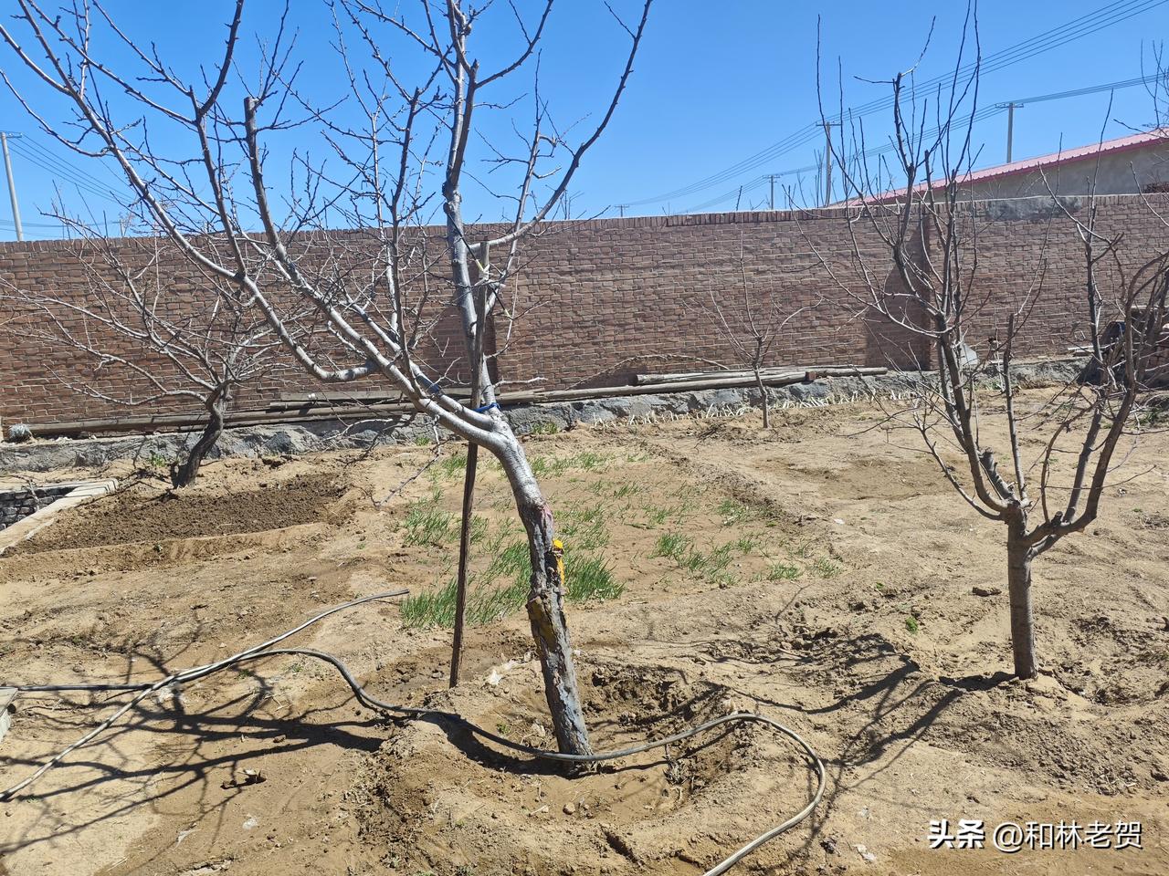 清明前后，点瓜种豆，对于呼市地区来说，还是早了点儿，但有几样可以下种了。
小白菜